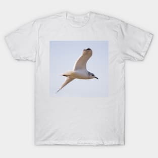 Black Headed Gull T-Shirt